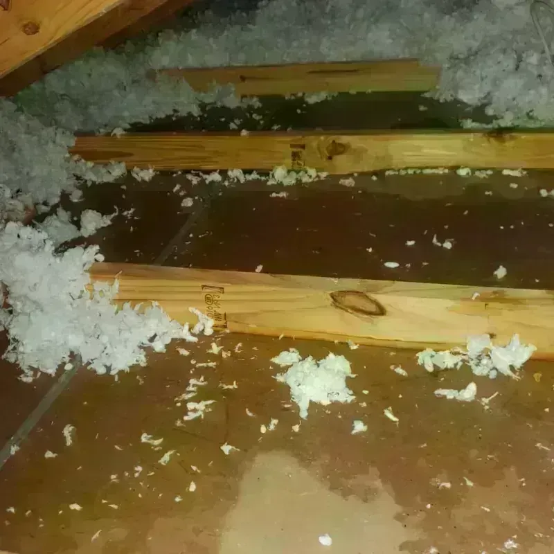 Attic Water Damage in Dunedin, FL